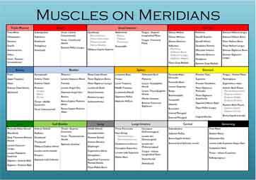 Muscle Meridian Chart