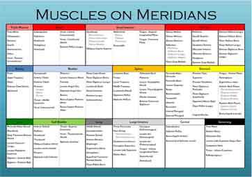 Kinesiology Muscle Chart