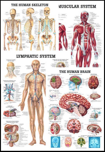 Larger Anatomical Charts Biology Diagrams