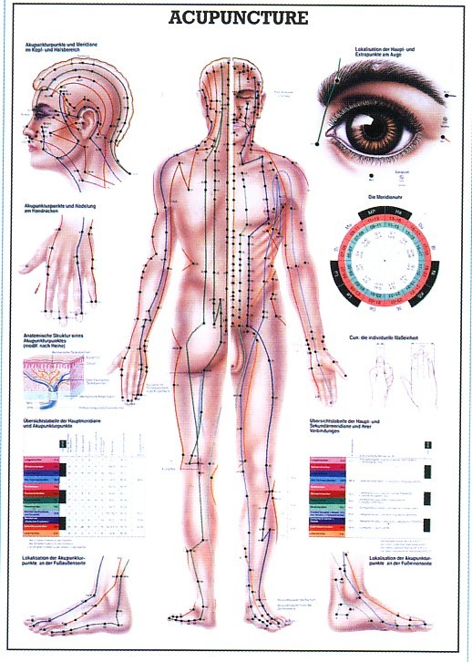 Muscle Meridian Chart