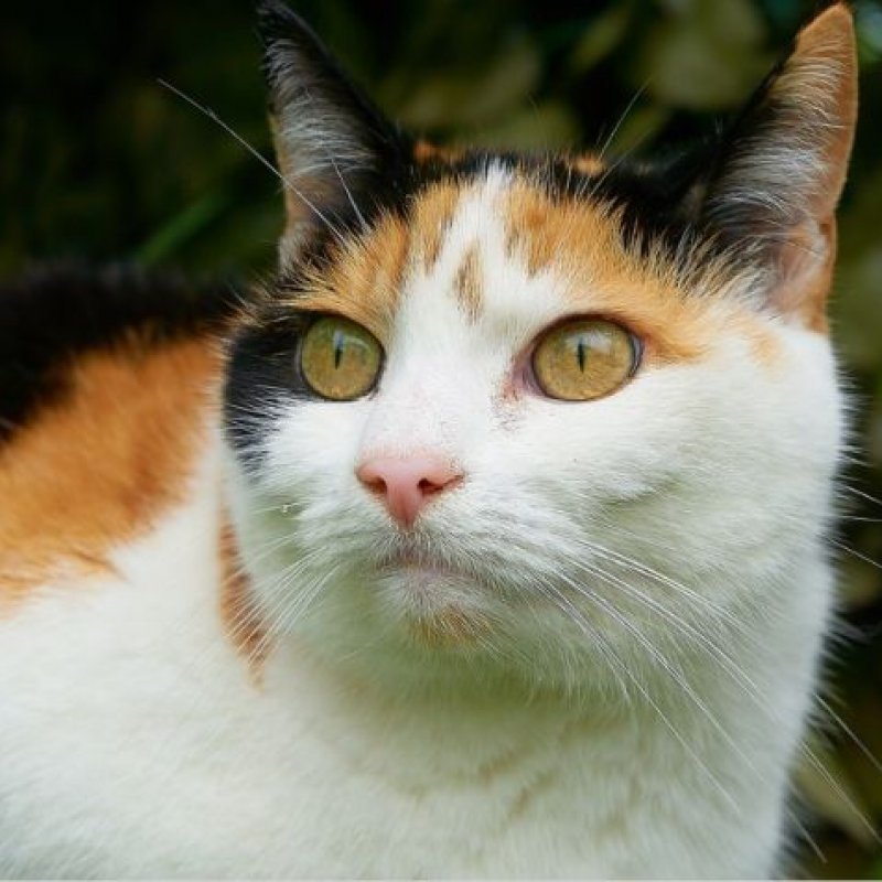 Animals: Feline (Cat) Test Kit 2