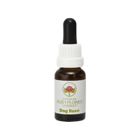 Dog Rose