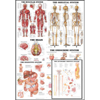 Anatomical Charts 1