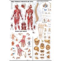 Anatomical Charts 2