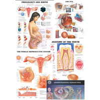 Anatomical Charts 3