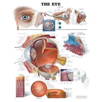 Eye
