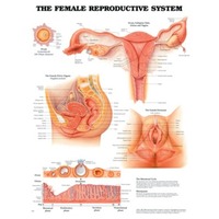 Female Reproductive System