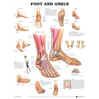 Foot & Ankle