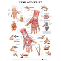 Hand & Wrist