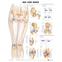 Hip & Knee