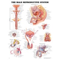 Male Reproductive System