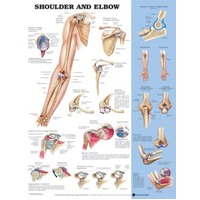 Shoulder & Elbow