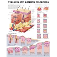 Skin & Common Disorders