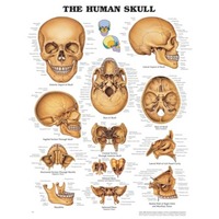 Human Skull