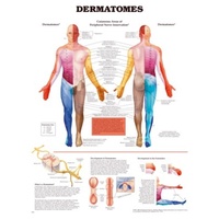 Dermatomes
