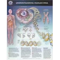 Understanding Human DNA