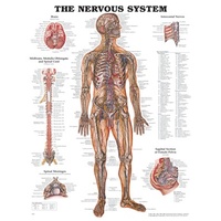 Nervous System