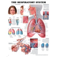 Respiratory System
