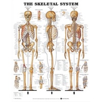 Skeletal System