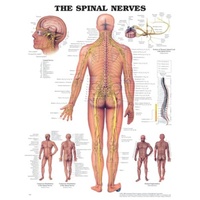 Spinal Nerves
