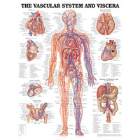Vascular System