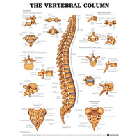 Vertebral Column