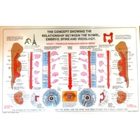 Bowel, Embryo, Spine & Iridology chart (sale)