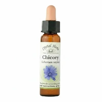 Chicory
