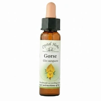 Gorse