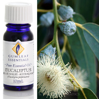 Eucalyptus