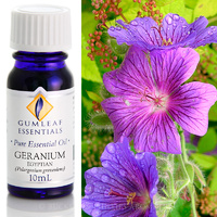 Geranium