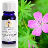 Rose Geranium