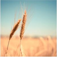 EP Celiac's Disease Test Kit