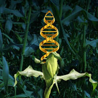 EP Genetically Modified Foods Test Kit