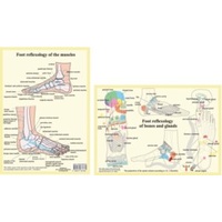 Foot Reflexology - Bones, Glands, Muscles A4