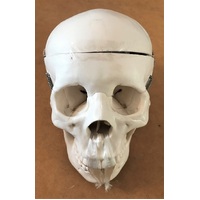 Human Skull Model (S/H)