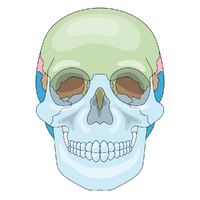 Cranial Bones Test Kit