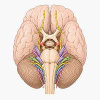 Cranial Nerves Test Kit