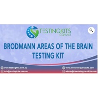 KTK Brodmann Areas Kit