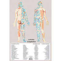Lymphatic System Flow Chart