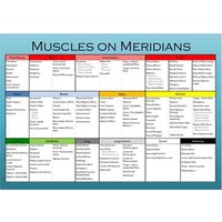 Muscles on Meridians Chart