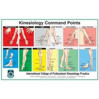 Kinesiology Muscle Chart