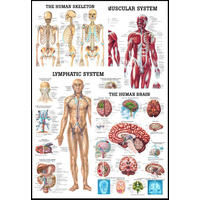 Larger Anatomical Charts