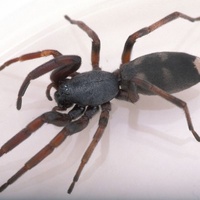White Tailed Spider Vial