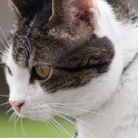 LWP Animals: Feline (Cat) 1 Test Kit