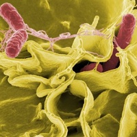 LWP Biofilms Test Kit