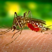 LWP Bugs, Ticks & Mites Test Kit