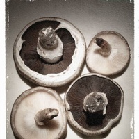 Food: Mushrooms Test Kit
