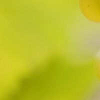 LWP Fungus Test Kit