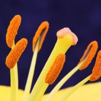 LWP Pollens, Dust & Moulds Test Kit